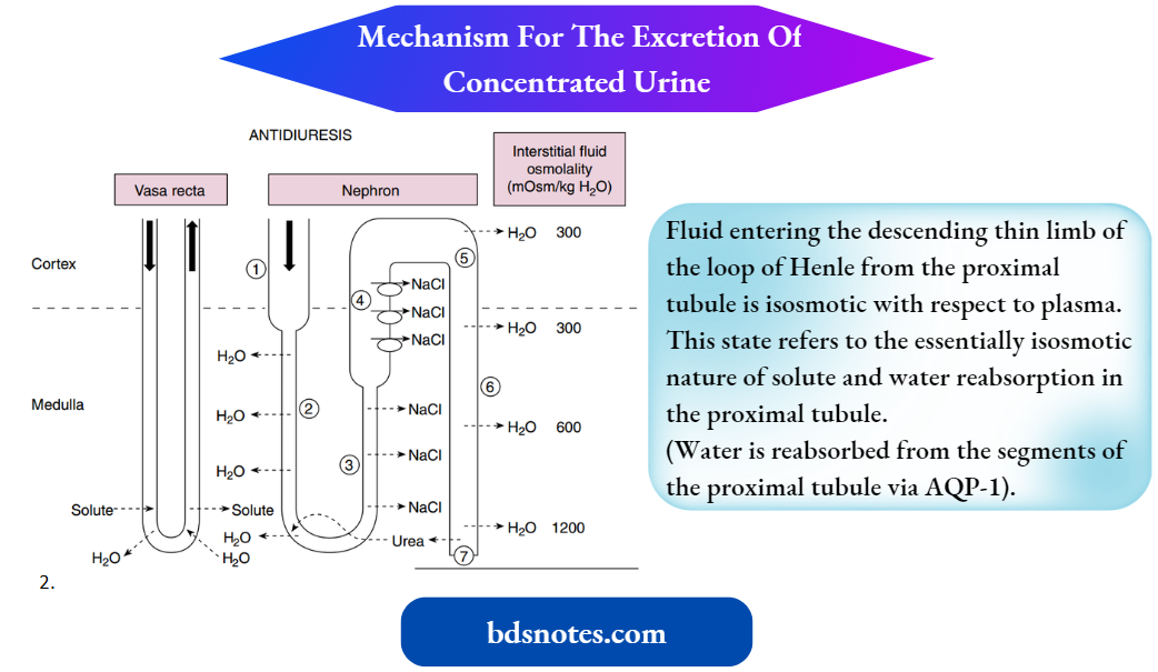 Regulation Of Body Fluid Osmolality Schematic Of Nephron Segments Involved In Dilution And Concentration Of The Urine