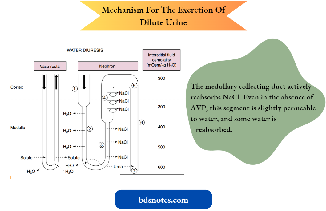 Regulation Of Body Fluid Osmolality Water Diuresis