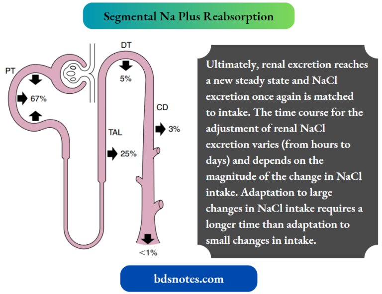 Regulation Of Extracellular Fluid Volume And Nacl Balance - BDS Notes