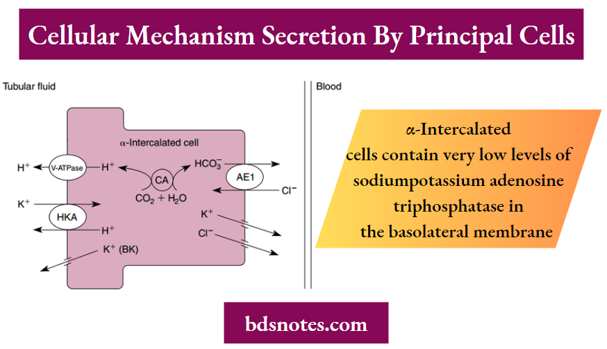 Regulation Of Potassium Balance Cellular Mechanisms Of K+ Transport By Principal Cells And Intercalated Cells In The Distal Tubule And Collecting Duct