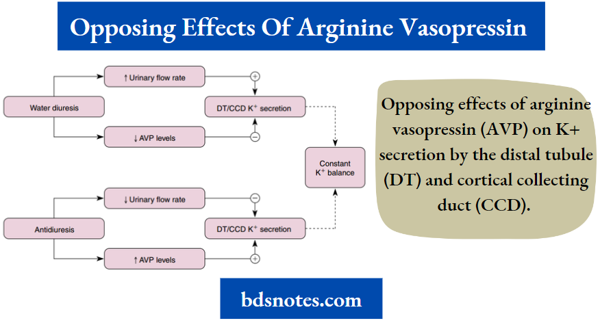 Regulation Of Potassium Balance Opposing Effects Of Arginine Vasopressin
