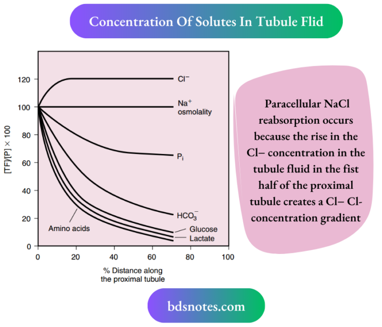 Renal Transport Mechanisms: NaCl And Water Reabsorption Along The ...