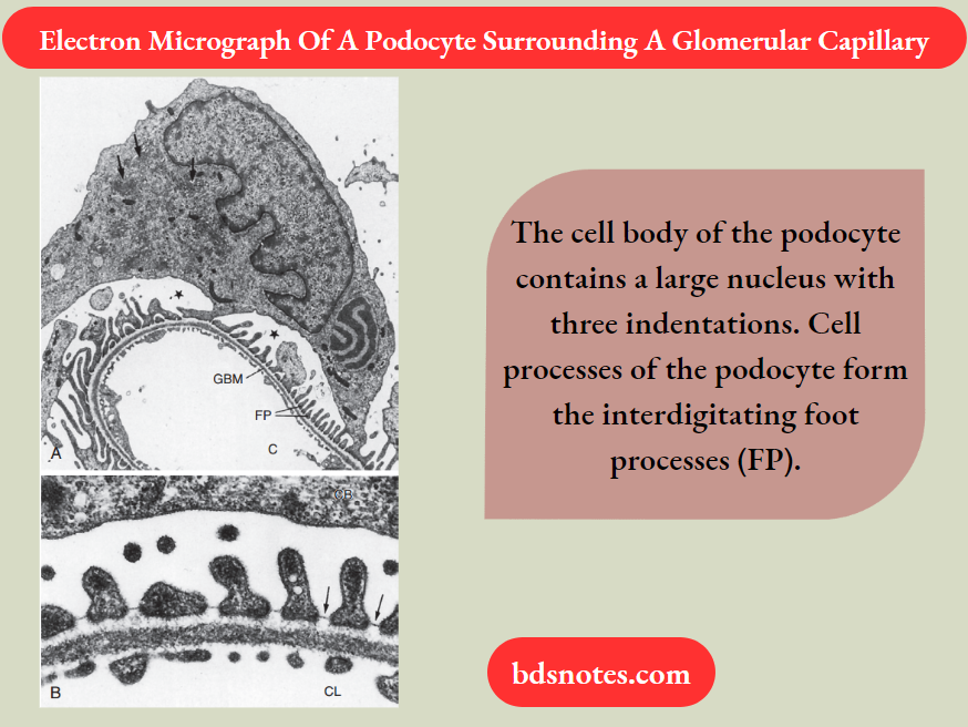 Structure And Function Of The Kidneys Electron Micrograph Of A Podocyte Surrounding A Glomerular Capillary