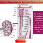 Structure And Function Of The Kidneys Structure Of A Human Kidney, Cut Open To Show Internal Structures