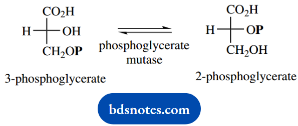 The Organic Chemistry Of Intermediary Metabolism 1,3 Diphosphoglycerate Is Converted Into 3 Phophoglycerate