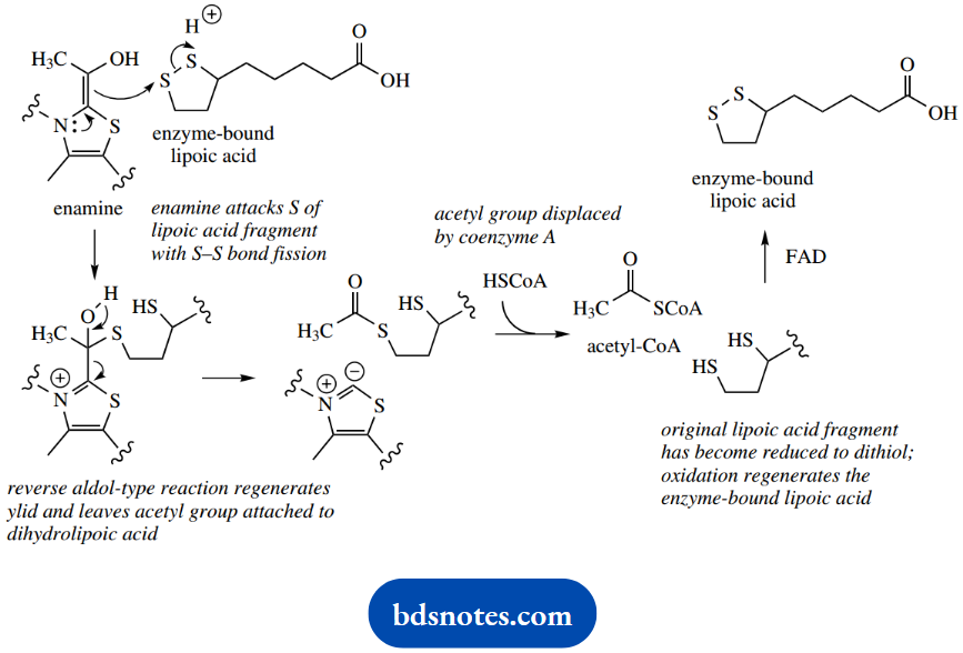 The Organic Chemistry Of Intermediary Metabolism 2 Oxoglutaric Acid Into Succinyl CoA