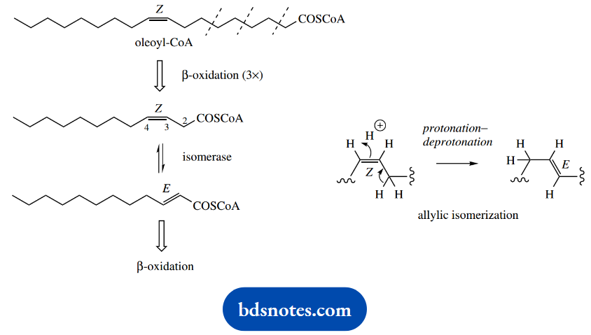 The Organic Chemistry Of Intermediary Metabolism 23 E Double Bond By The Action Of A Isomerase Enzyme