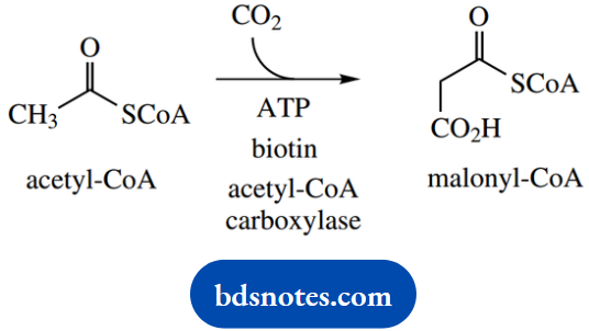 The Organic Chemistry Of Intermediary Metabolism Acethyl And Malonyl
