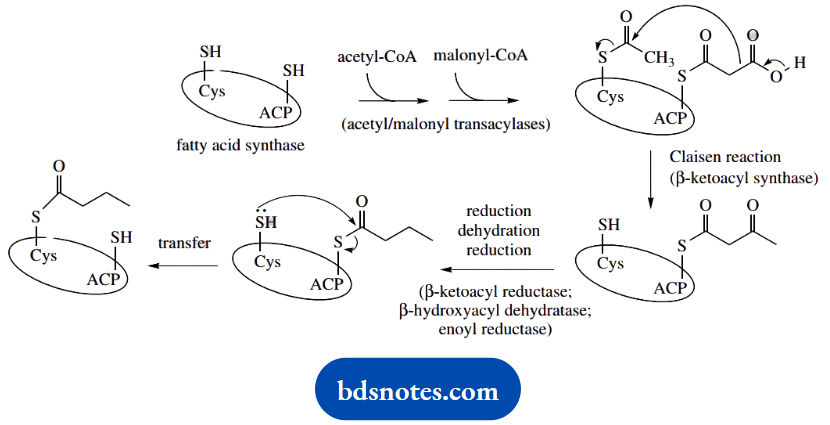 The Organic Chemistry Of Intermediary Metabolism Acyl Carrier Protein