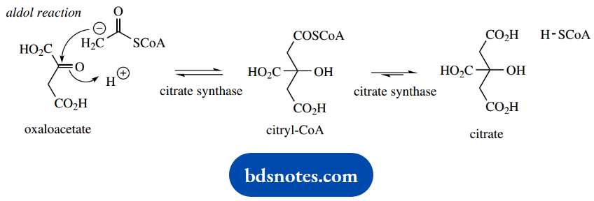 The Organic Chemistry Of Intermediary Metabolism Aldol Reaction