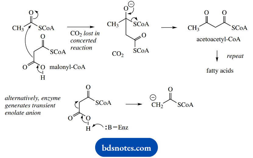 The Organic Chemistry Of Intermediary Metabolism Alternative Enzyme Generates Transient Enolate Anion