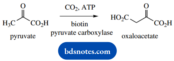 The Organic Chemistry Of Intermediary Metabolism Amino Acid Synthesis