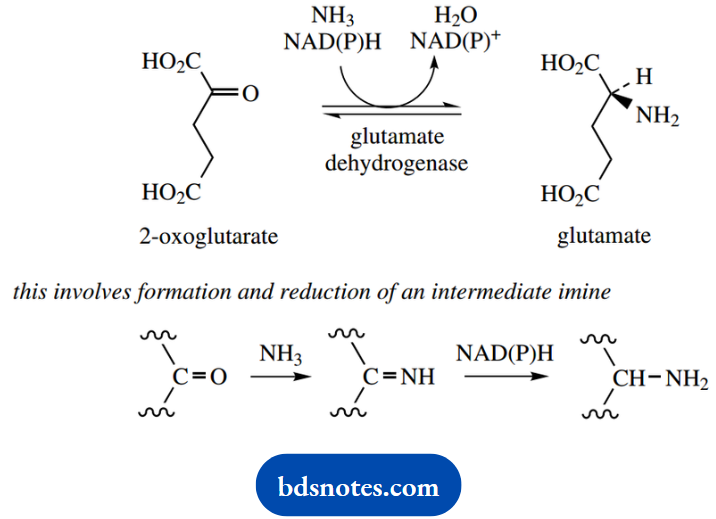 The Organic Chemistry Of Intermediary Metabolism Amino Acids And Transmination