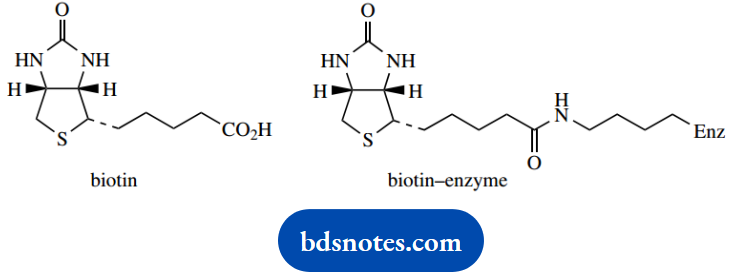 The Organic Chemistry Of Intermediary Metabolism Biotin Dependent Carboxylations