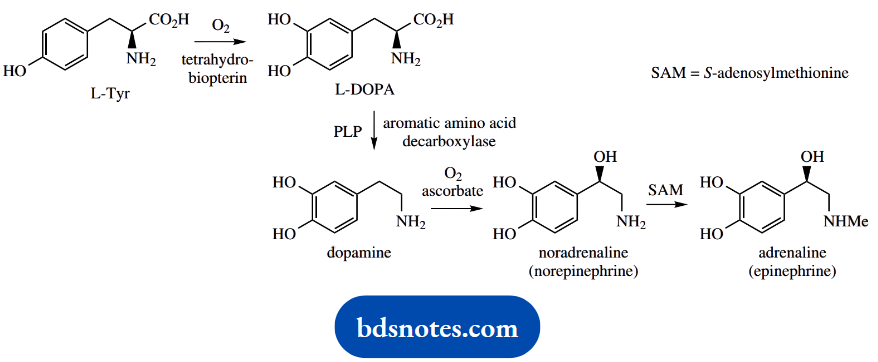 The Organic Chemistry Of Intermediary Metabolism Catecholamines Noradrenaline And Adrenaline