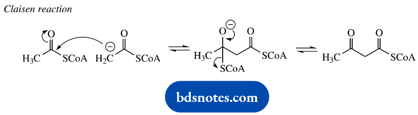 The Organic Chemistry Of Intermediary Metabolism Claisen Reaction In Fatty Acids Synthesis