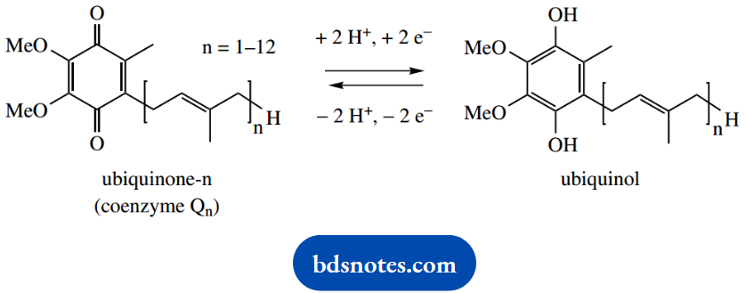 The Organic Chemistry Of Intermediary Metabolism Coenzyme Q Or Ubiquinione