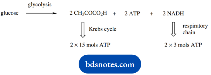The Organic Chemistry Of Intermediary Metabolism Energy Yield From The Krebs Cycle