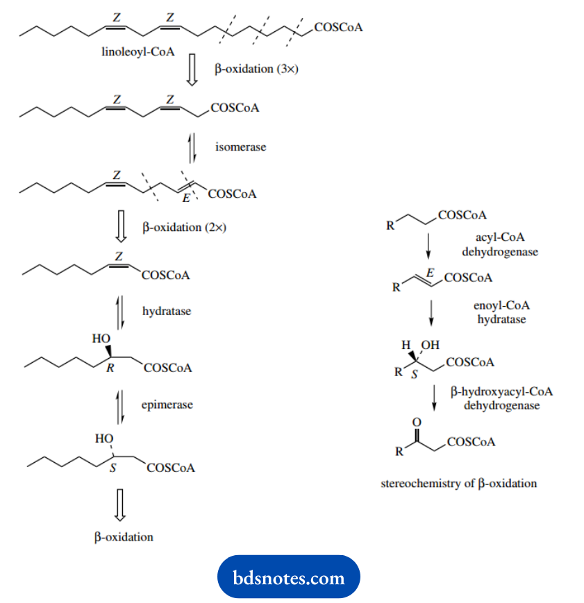 The Organic Chemistry Of Intermediary Metabolism Epimerase Enzyme