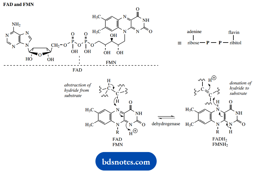 The Organic Chemistry Of Intermediary Metabolism Flavin Adenine Dinucleotide Or Flavin Mononucleotide