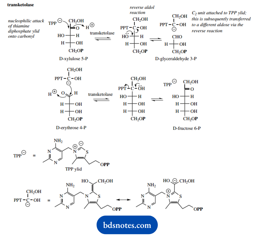 The Organic Chemistry Of Intermediary Metabolism Glyceralydehyde 3 Phosphate From Xylulose 5 Phosphate