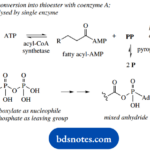 The Organic Chemistry Of Intermediary Metabolism Hydrolysis Of Diphospahte Disturbs Equilibrium