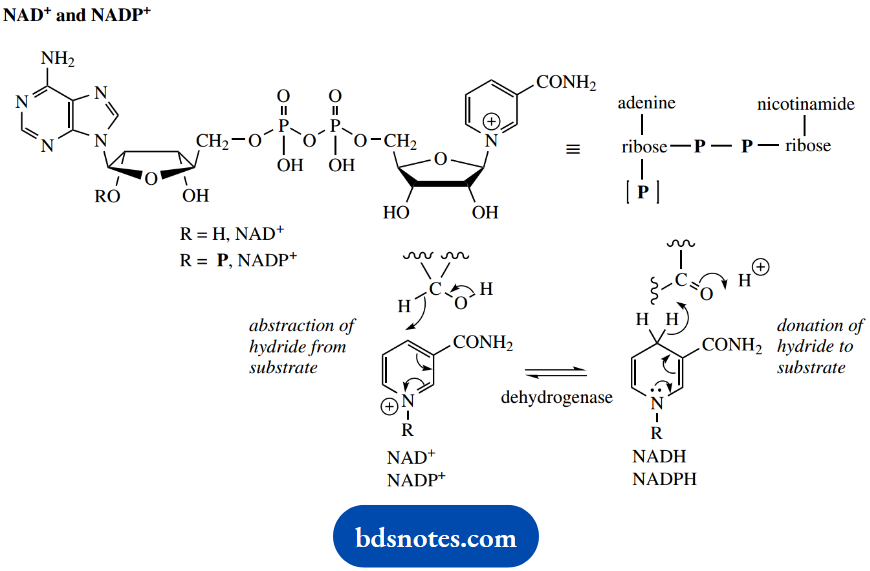 The Organic Chemistry Of Intermediary Metabolism Nicotinamide Adenine Dinucleotide Or Nicotinamide Adenine Dinucleotide Phospote