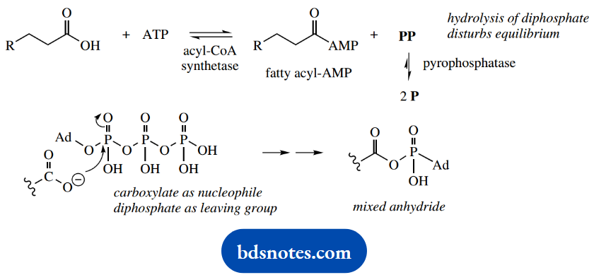 The Organic Chemistry Of Intermediary Metabolism Of Saturated Fatty Acids