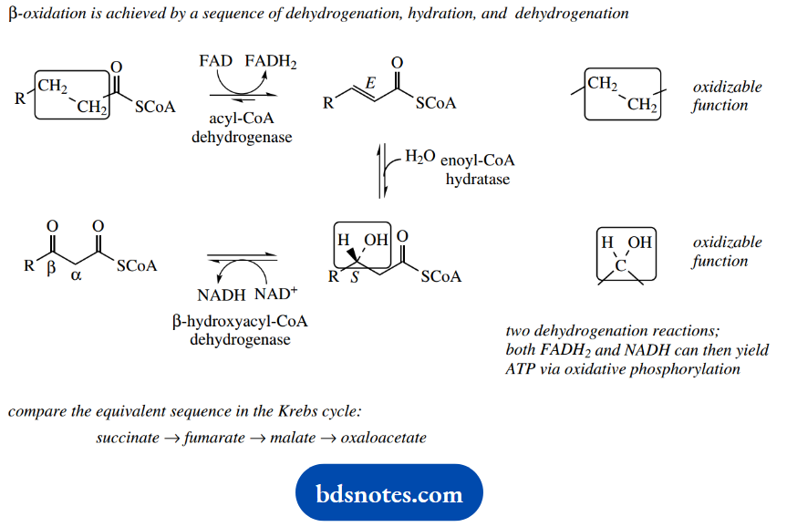 The Organic Chemistry Of Intermediary Metabolism Oxaloacetate Transformations In The Krebs Cycle