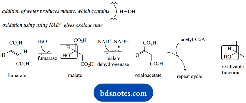 The Organic Chemistry Of Intermediary Metabolism Oxaloacetate