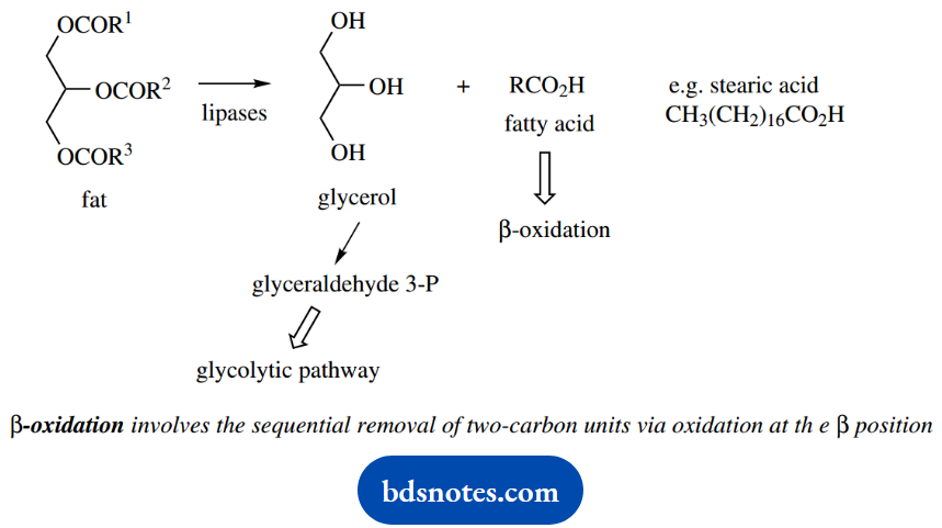 The Organic Chemistry Of Intermediary Metabolism Oxidation Of Fatty Acids