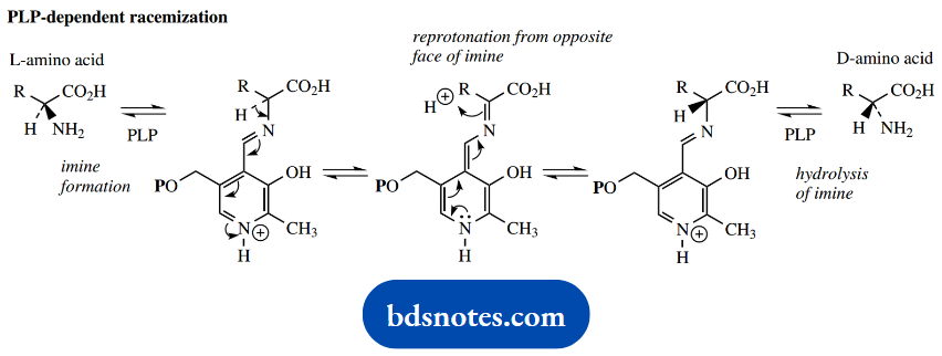 The Organic Chemistry Of Intermediary Metabolism PLP Dependent Racemization