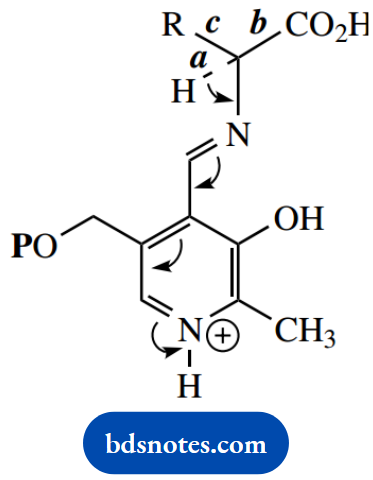 The Organic Chemistry Of Intermediary Metabolism PLP Dependent Reaction