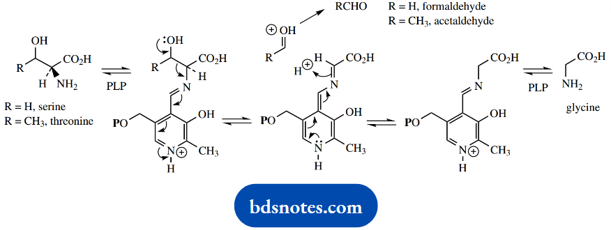 The Organic Chemistry Of Intermediary Metabolism PLP Dependent Reverse Aldol Reactions