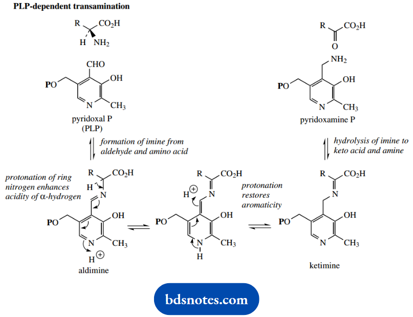 The Organic Chemistry Of Intermediary Metabolism PLP Dependent Transamination