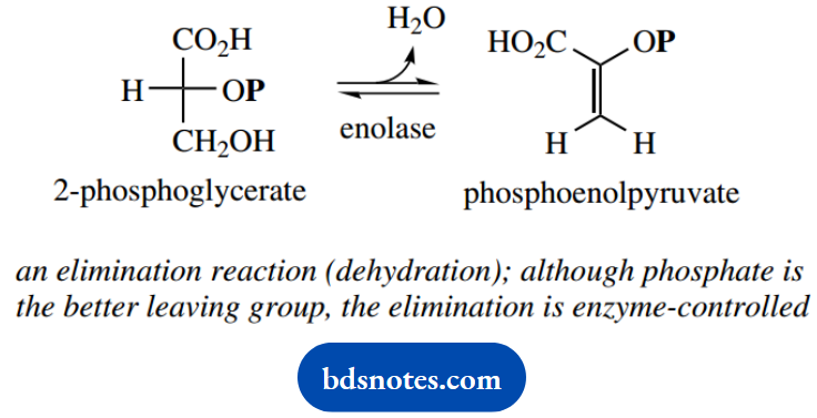 The Organic Chemistry Of Intermediary Metabolism Phosphoenolpyruate