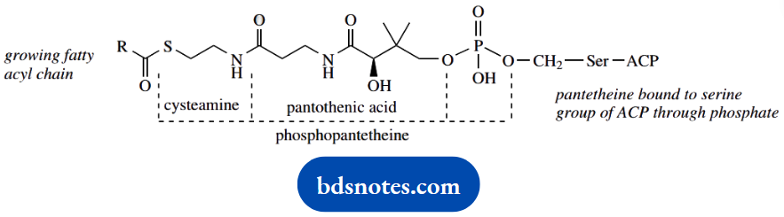 The Organic Chemistry Of Intermediary Metabolism Phosphopantetheine