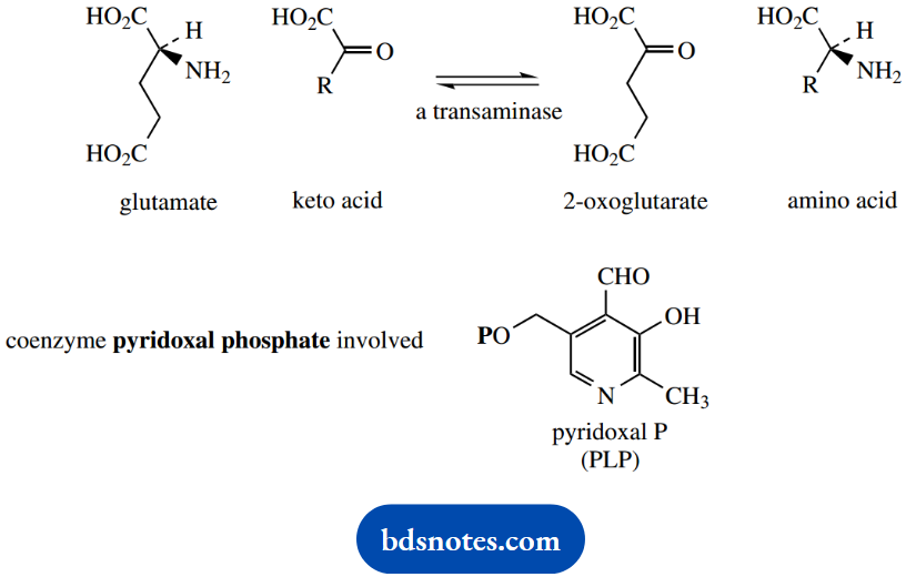 The Organic Chemistry Of Intermediary Metabolism Pyridoxal Phosphate