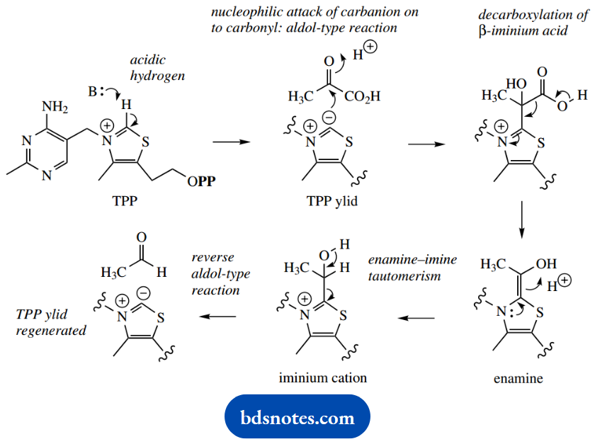 The Organic Chemistry Of Intermediary Metabolism Pyruvate Decaroxyl In Glycolytic Pathway