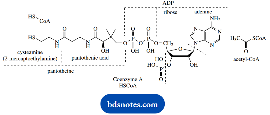 The Organic Chemistry Of Intermediary Metabolism Pyruvate Dehydrogenase