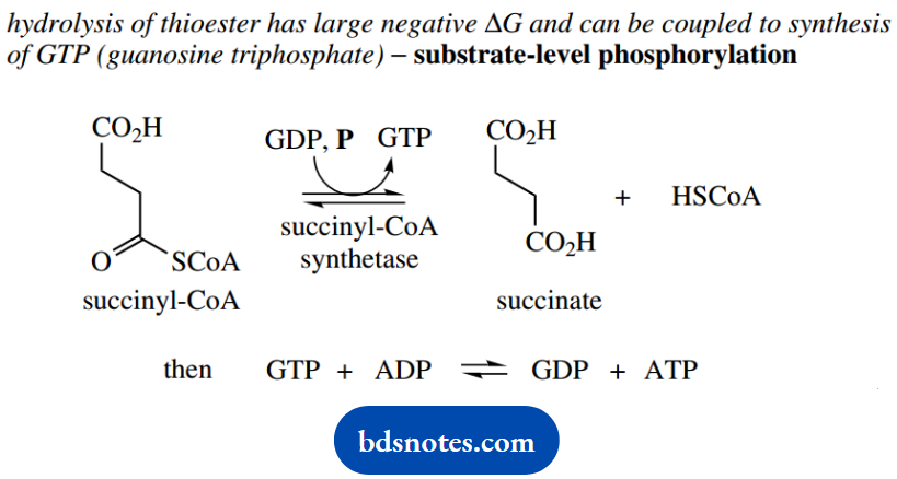 The Organic Chemistry Of Intermediary Metabolism Reaction Is Succinate