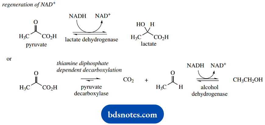 The Organic Chemistry Of Intermediary Metabolism Reaction Of NAD+