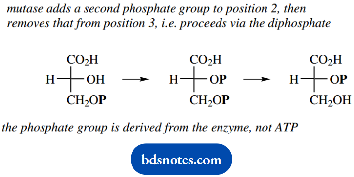 The Organic Chemistry Of Intermediary Metabolism Reacton Is 2 Phosphoglycerate