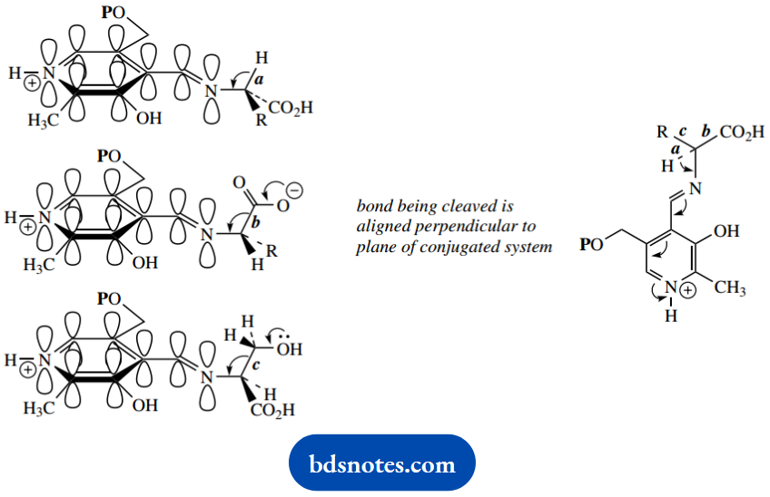 The Organic Chemistry Of Intermediary Metabolism Reverse Aldol Type Reaction