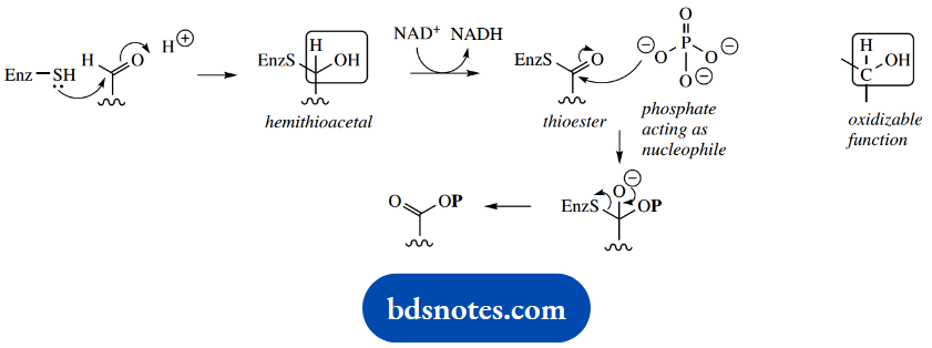 The Organic Chemistry Of Intermediary Metabolism Sequence Involving Thiol Containing Enzyme