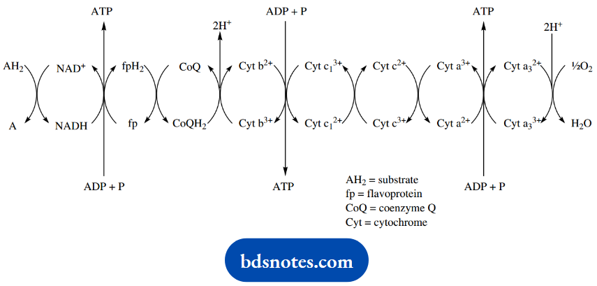 The Organic Chemistry Of Intermediary Metabolism The Electron Transport Chain