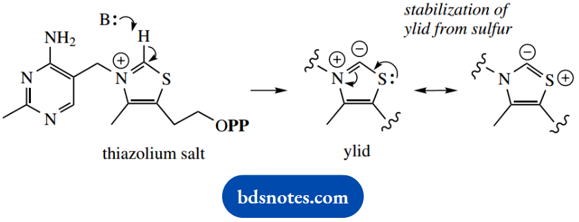 The Organic Chemistry Of Intermediary Metabolism Thiazolium Salt