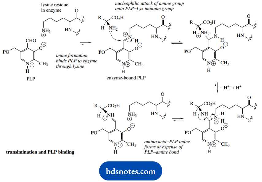 The Organic Chemistry Of Intermediary Metabolism Transformation And PLP Binding