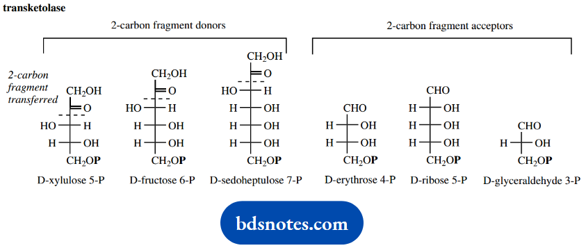 The Organic Chemistry Of Intermediary Metabolism Transketolase