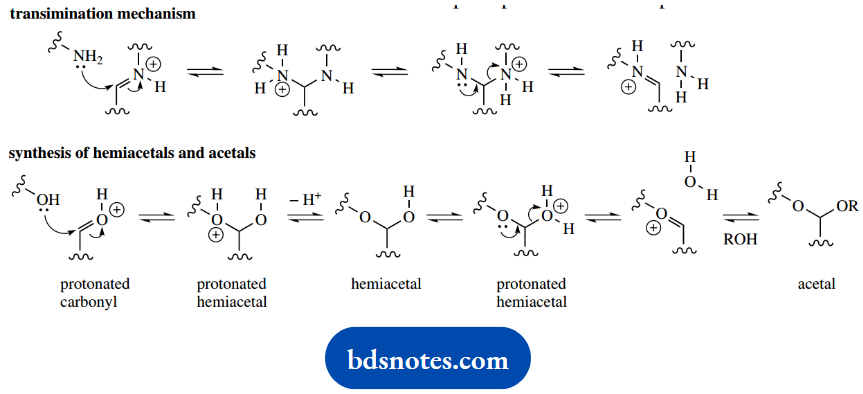 The Organic Chemistry Of Intermediary Metabolism Transmination Mechanism And Synthesis Of Hemiacetals And Acetals